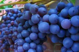 winorosl-vitis-cascade