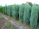 tuja-juniperus-scopulorum-scyrocet