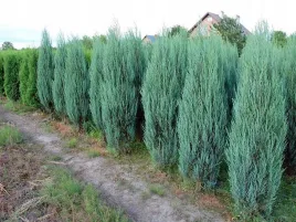 tuja-juniperus-scopulorum-scyrocet