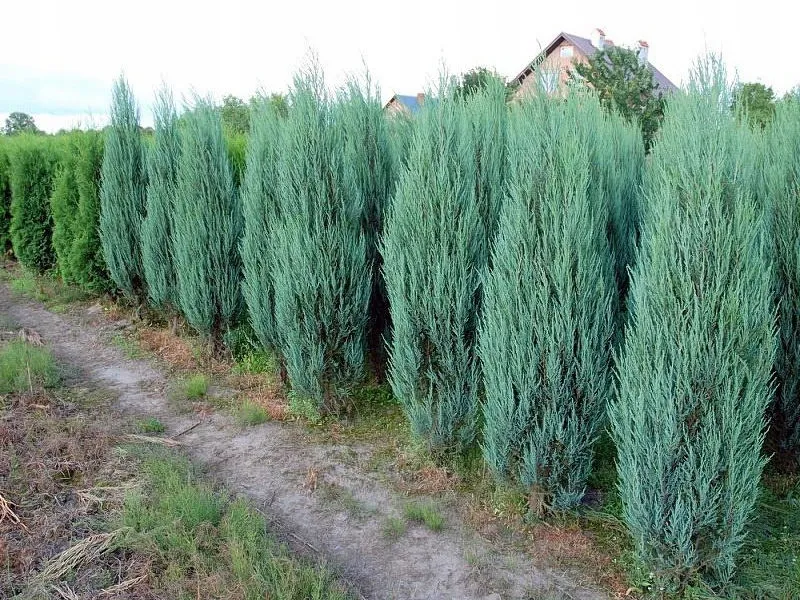 tuja-juniperus-scopulorum-scyrocet