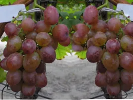 winorosl-vitis-chrupka