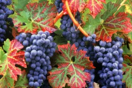 winorosl-vitis-concord