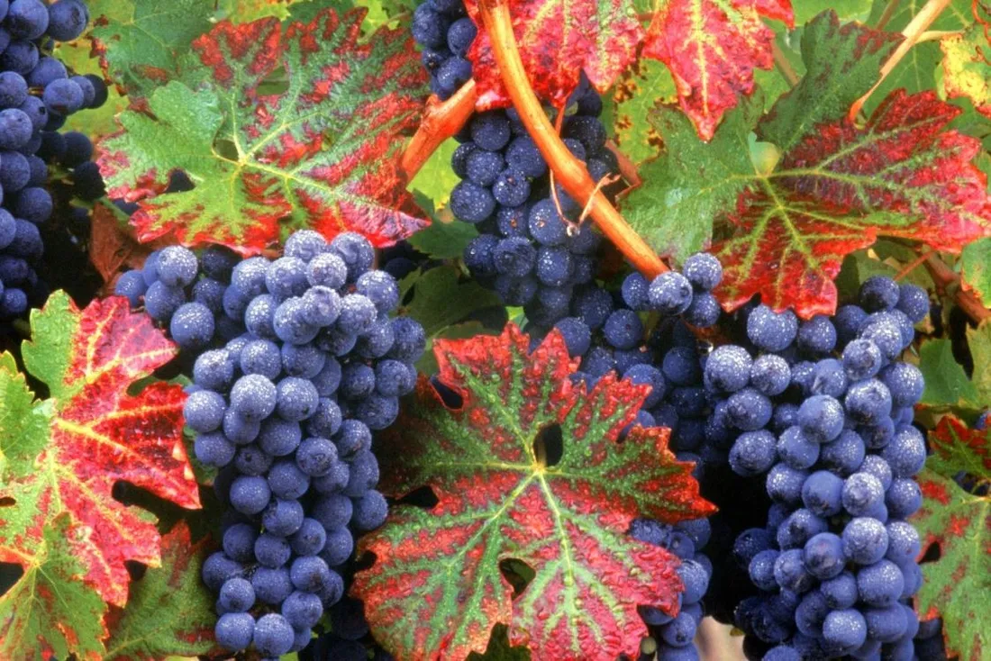 winorosl-vitis-concord