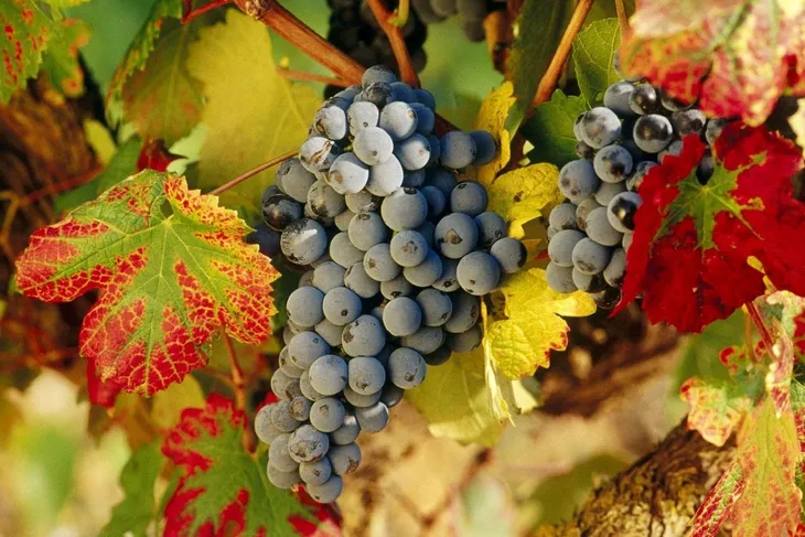 winorosl-vitis-fredonia
