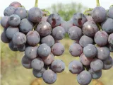 winorosl-vitis-golubook