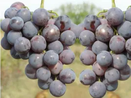 winorosl-vitis-golubook