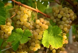 winorosl-vitis-hibernal-bialy