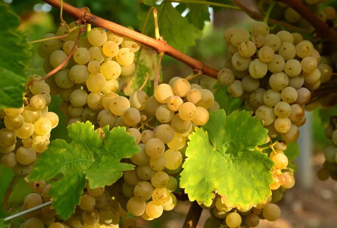 winorosl-vitis-hibernal-bialy