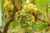 winorosl-vitis-himrod