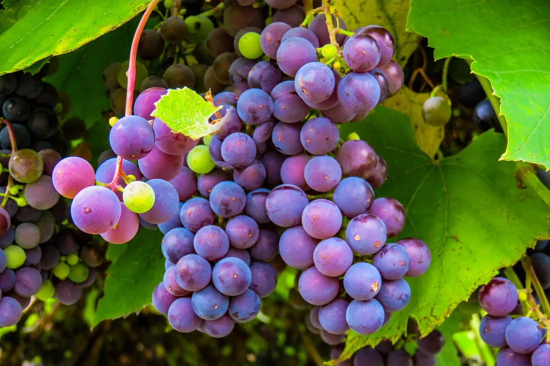 winorosl-vitis-kalina