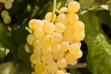 winorosl-vitis-kristaly