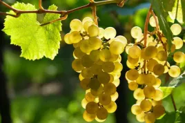 winorosl-vitis-lilla-bialy
