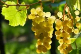 winorosl-vitis-lilla-bialy
