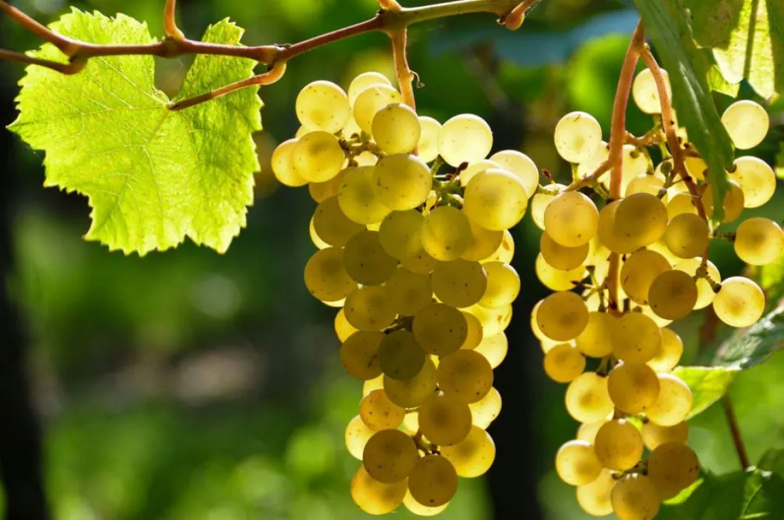 winorosl-vitis-lilla-bialy