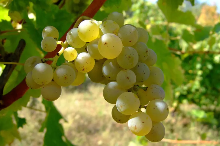 winorosl-vitis-muskat-odeski