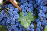 winorosl-vitis-nero