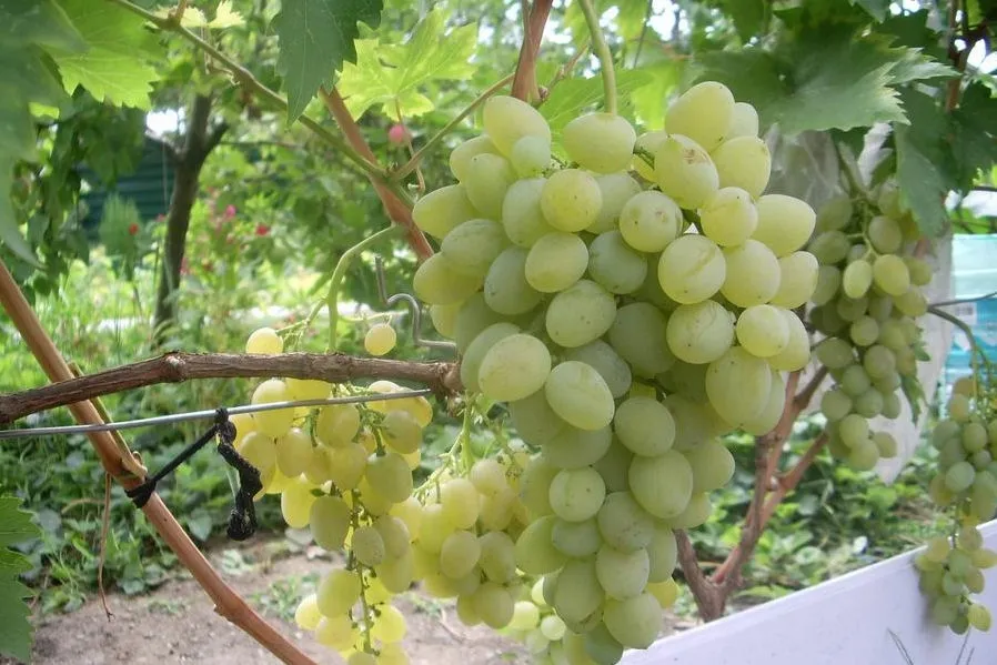 winorosl-vitis-ontario