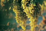 winorosl-vitis-prim