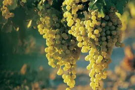 winorosl-vitis-prim