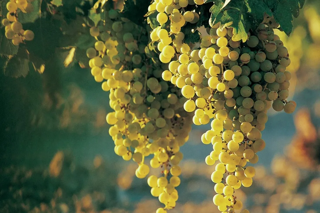 winorosl-vitis-prim