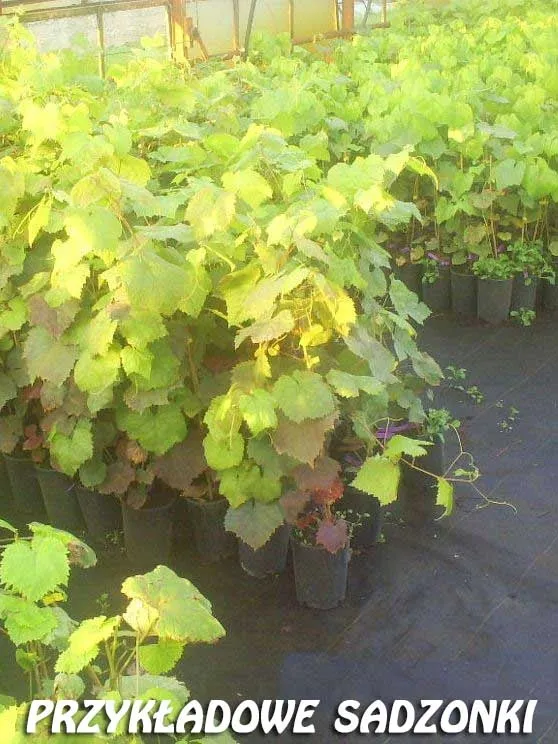 winorosl-vitis-prim-rodzaj-rosliny-winorosl