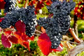 winorosl-vitis-regent
