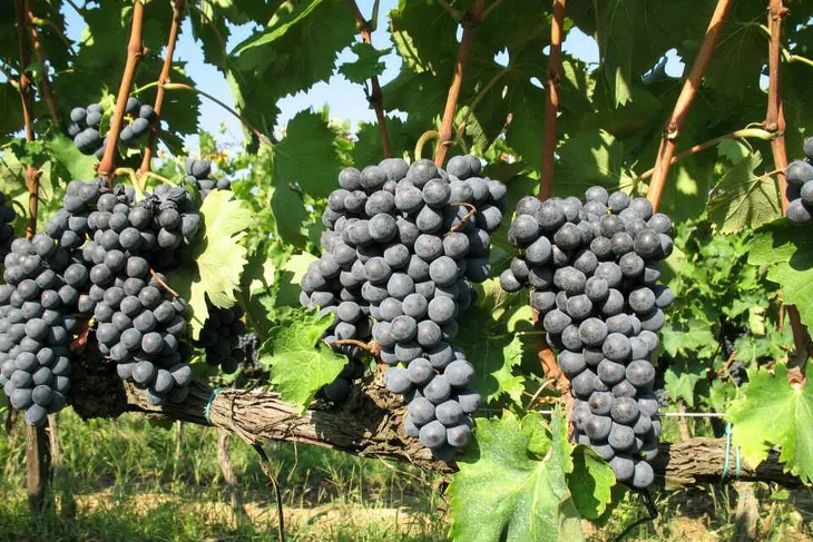 winorosl-vitis-schuyler