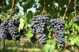 winorosl-vitis-schuyler