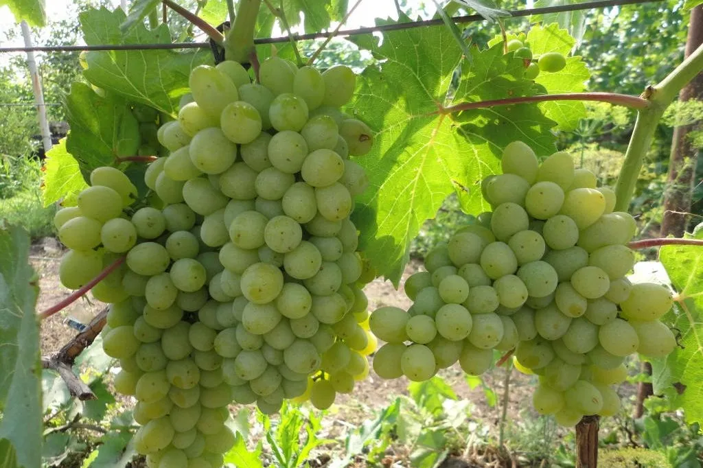 winorosl-vitis-sibera-bialy