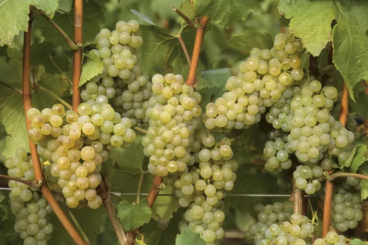 winorosl-vitis-solaris-bialy
