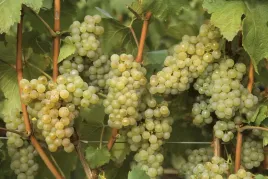 winorosl-vitis-solaris-bialy