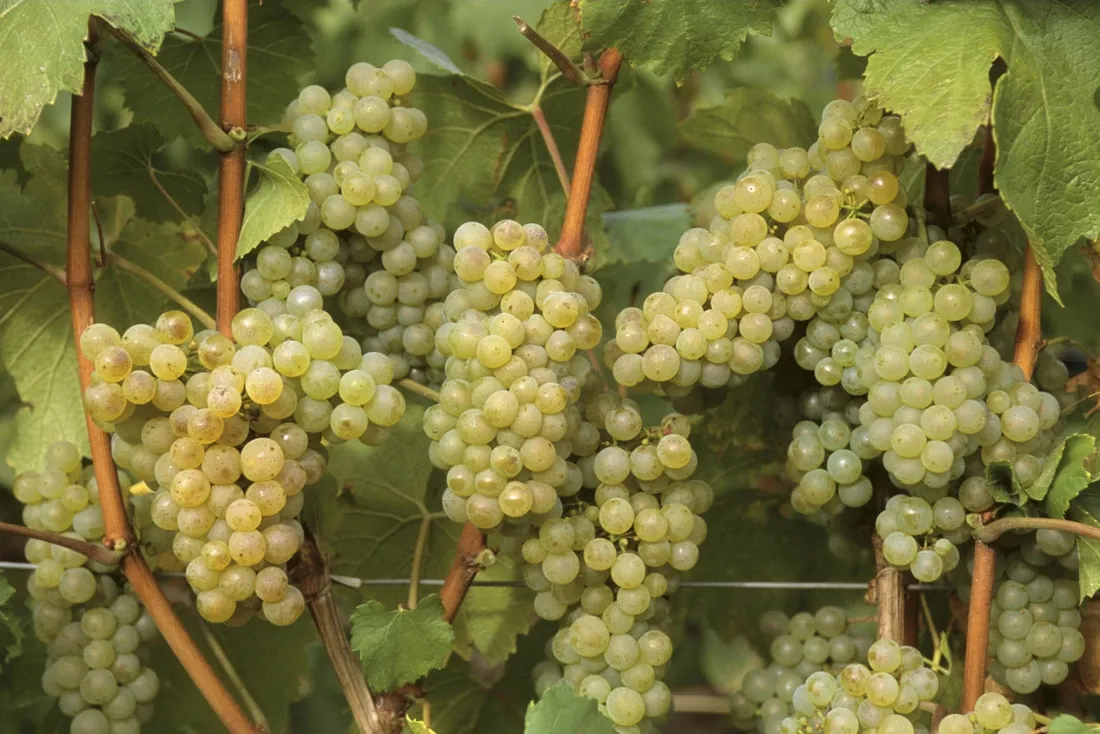 winorosl-vitis-solaris-bialy