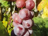 winorosl-vitis-swenson-red