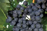 winorosl-vitis-awood