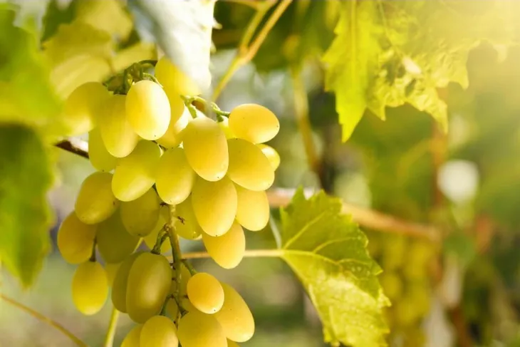 winorosl-vitis-jutrzenka
