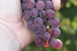winorosl-vitis-kernling-czerwony