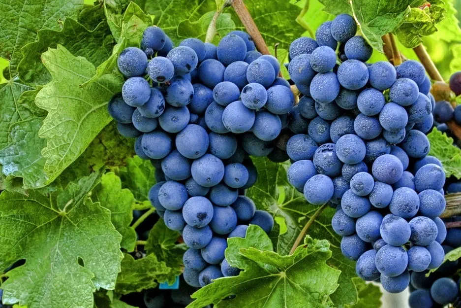 winorosl-vitis-kordianka
