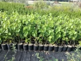 winorosl-vitis-kordianka-rodzaj-rosliny-winorosl