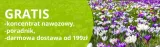 winorosl-vitis-kordianka-wiek-sadzonki-w-latach-2