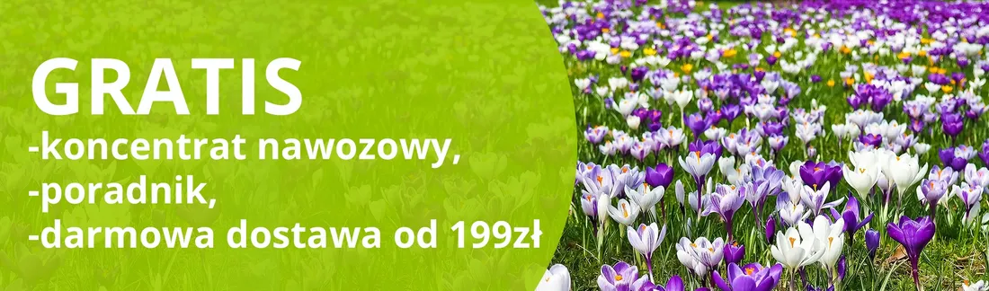 winorosl-vitis-kordianka
