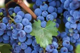 winorosl-vitis-nero