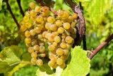 winorosl-vitis-refren-bialy