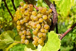 winorosl-vitis-refren-bialy