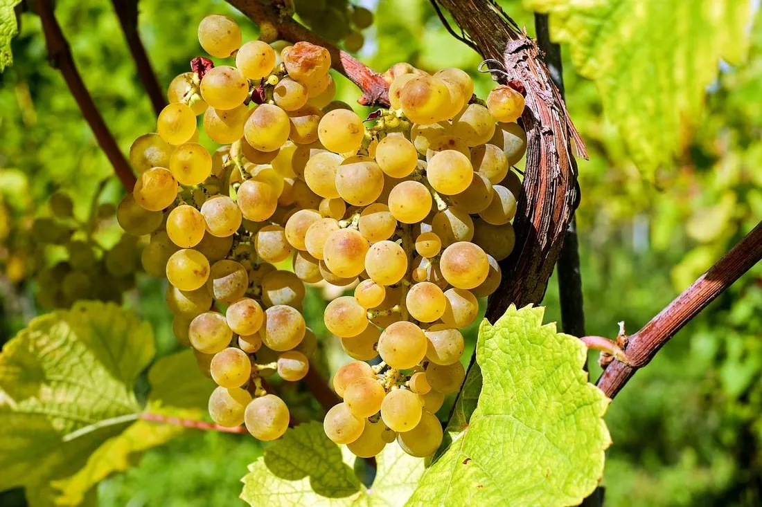 winorosl-vitis-refren-bialy