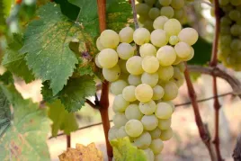 winorosl-vitis-seneca-bialy
