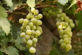 winorosl-vitis-suwile-bialy