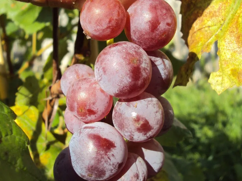 winorosl-vitis-swenson-red