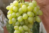 winorosl-vitis-wostorg