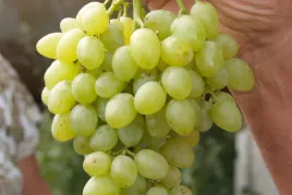 winorosl-vitis-wostorg