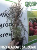 zurawina-pilgrim-styl-ogrod-nowoczesny